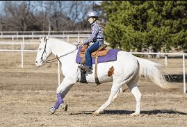 What Are The Different Gaits In Western Pleasure?
