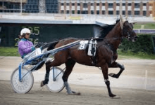 How Can One Prepare A Horse For Harness Racing?