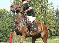 Are There Different Variations Or Formats Of Polo Played In Different Regions?
