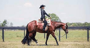 Are There Any Specific Training Exercises To Improve A Horse's Responsiveness And Maneuverability In Western Pleasure?
