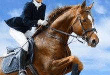 How Are Horses Trained For Competitive Events?
