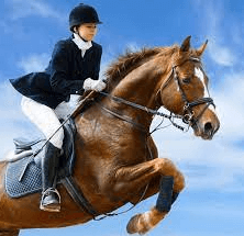 How Are Horses Trained For Competitive Events?