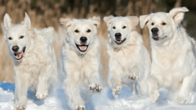 Genetics Behind White Golden Retrievers: How Color Variations Occur