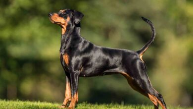 Adopting a Doberman puppy is an exciting decision. However, making sure that the puppy is healthy should be your top priority