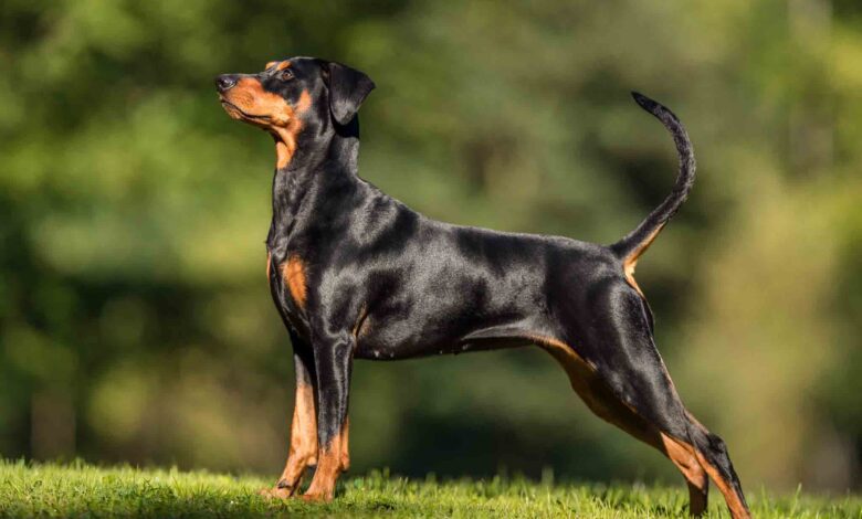 Adopting a Doberman puppy is an exciting decision. However, making sure that the puppy is healthy should be your top priority