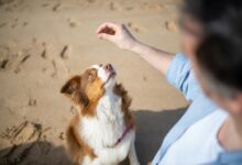 business intelligence innovation tracker