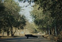 discover fresh paths improve daily