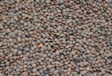 enhanced pulse lens market